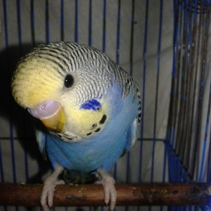 2 aylig erkek cex balalar satilir.yada ag albinos veya lutino sari val