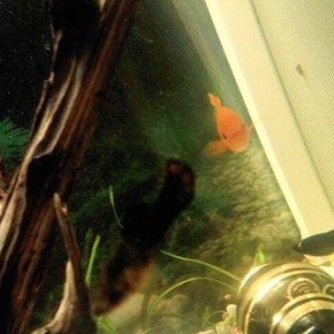 1 cut molinezia satiram, whats app var. Molli.ve y