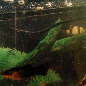 1 cut molinezia satiram, whats app var. Molli.ve ya antitrus ili barte