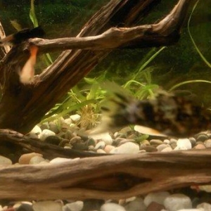 1 cut molinezia satiram, whats app var. Molli.ve ya antitrus ili barte