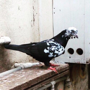 Sarilir - 15 azn. Qara saper cil erkey. Tam saglam qusdur. Qus bineqed