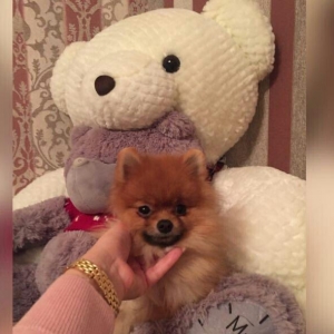 Pameranski spis 2 yas erkekdi.Hem Rusiya hem Turkiye pasportlari var.V