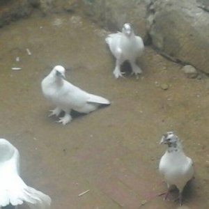 павлин 15манат цикатые и черноголовые от 15м до 25м  Рауф