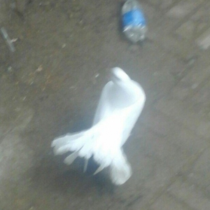 павлин 15манат цикатые и черноголовые от 15м до 25м  Рауф