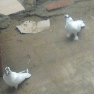 павлин 15манат цикатые и черноголовые от 15м до 25м  Рауф