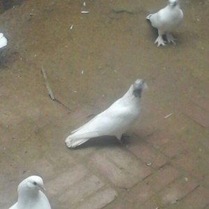 павлин 15манат цикатые и черноголовые от 15м до 25м  Рауф