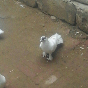 павлин 15манат цикатые и черноголовые от 15м до 25м  Рауф