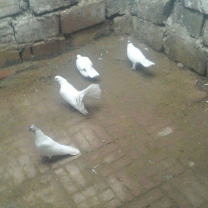 павлин 15манат цикатые и черноголовые от 15м до 25м  Рауф