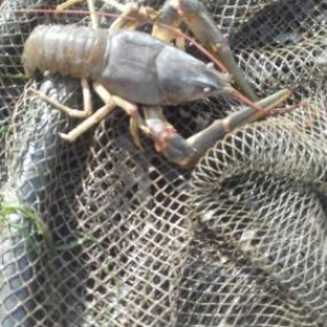 Restoranlar üçün gözəl xərçəngimiz var Çi