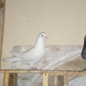 qara baslar satilir 50 azn qalan quslar ucun maya axtarilir tecili