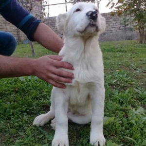 satlir cinsi ala bay dişdi şhatsapda ve ya telde elaqə saglaya bilersi
