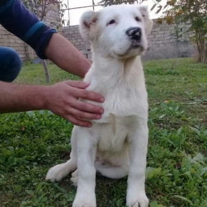 satlir cinsi ala bay dişdi şhatsapda ve ya telde elaqə saglaya bilersi