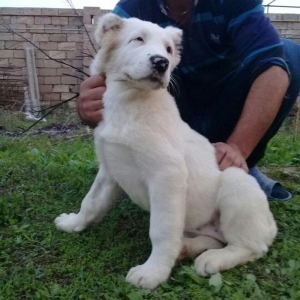 satlir cinsi ala bay dişdi şhatsapda ve ya telde elaqə saglaya bilersi