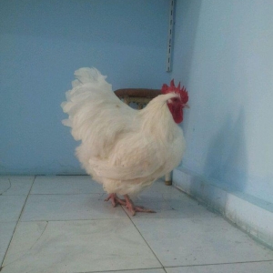 9 aylig arpikton xoruzu satilir peyvend olub tam saglam heyvandi