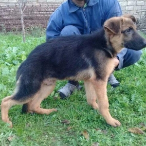 satlir cinsi afcarka  erkeydi şhatsapp ve ya telde elaqe saglaya biler