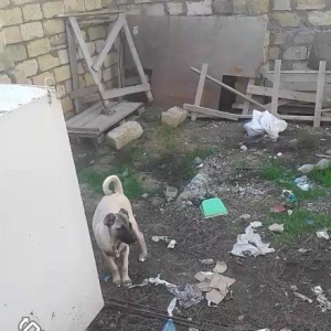 Kanqal balasidi 3 ay yarimdi .temiz qandi ana ata temiz kanqaldi .