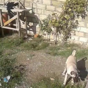 Kanqal balasidi 3 ay yarimdi .temiz qandi ana ata temiz kanqaldi .