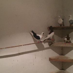 Bu cepe maya axtarılır ozu kimi kimde varsa bu nomre ile elaqe saxlası