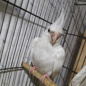 Albinos karella 6 7 ayliq diwidi. saglamligina tam qaranti verirem.