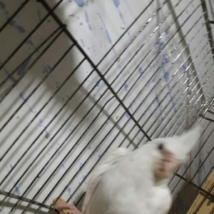 Albinos karella 6 7 ayliq diwidi. saglamligina tam qaranti verirem.