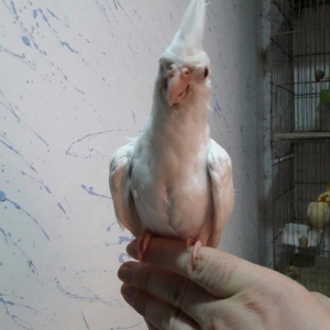 Albinos karella 6 7 ayliq diwidi. saglamligina tam qaranti verirem.