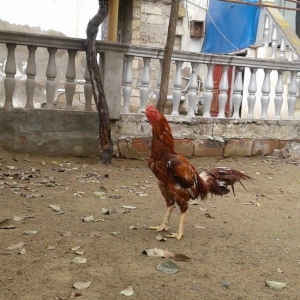 Heyrati indoneziya sortudu. 1 yas 5 ayliq. Vehwi x