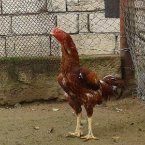 Heyrati indoneziya sortudu. 1 yas 5 ayliq. Vehwi xoruzdu.