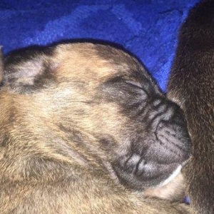 Temiz pitbull balalari satilir cox xaiw edirem kimse barter ucun narah