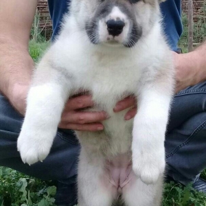 salam cinsi ala bay satlit tel ve ya şhatsapda elaqa saglaya bilersiz