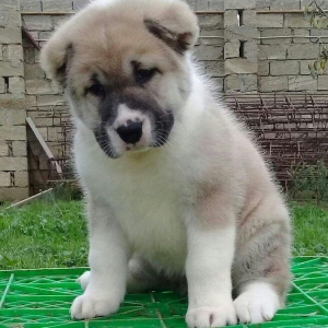 salam cinsi ala bay satlit tel ve ya şhatsapda elaqa saglaya bilersiz