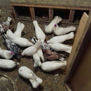 ag enli quyruglar 16 17 18 tuk real alici narahat elesin  wh