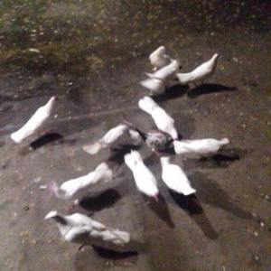 ag enli quyruglar 16 17 18 tuk real alici narahat elesin  wh