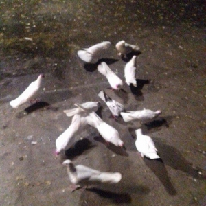 ag enli quyruglar 16 17 18 tuk real alici narahat elesin  wh