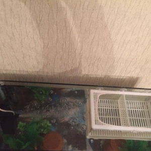 Akvarum icinde baliqlar her weyi ile tecili satilir. Xiwnik baliqlardi