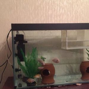 Akvarum icinde baliqlar her weyi ile tecili satilir. Xiwnik baliqlardi