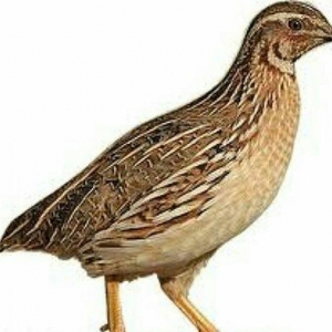 Bildirçin satılır. Cəmi 45-50 günə böyüyüb yumurtayır və ya kəsilib ye