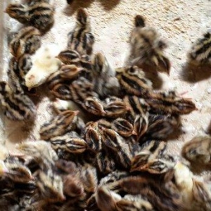 Bildirçin satılır. Cəmi 45-50 günə böyüyüb yumurtayır və ya kəsilib ye