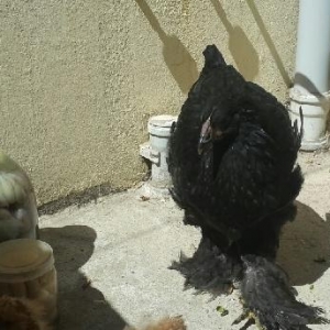 Zil qara kömürü brama fərəsi satılır. Ayağının tüküləri həddindən artı