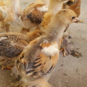 Brama cücələri satılır. Tər-təmiz gold və buff brama cücələridir. 1 ay