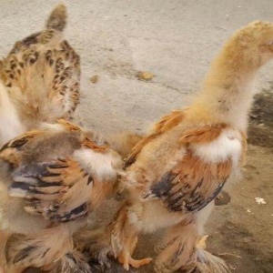 Brama cücələri satılır. Tər-təmiz gold və buff brama cücələridir. 1 ay