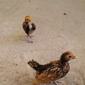 Zibrit satılır.Təmiz stəkan sortudur. 1 cüt qızılı və 1 cüt gümüşü rən