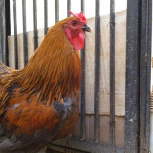 Brama gold xoruzu satılır. Sağlam və aktiv 1 illik xoruzdur.