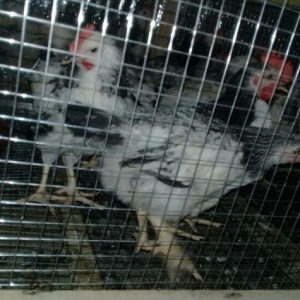 etlik kend siribrist cuceleri...
2 ayliq.
tam sagl