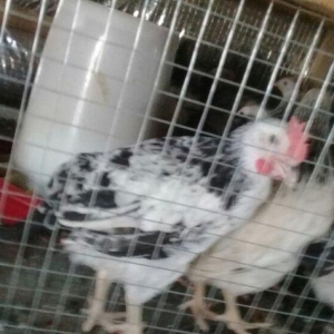 etlik kend siribrist cuceleri...
2 ayliq.
tam saglam
temiz çekisi 800.