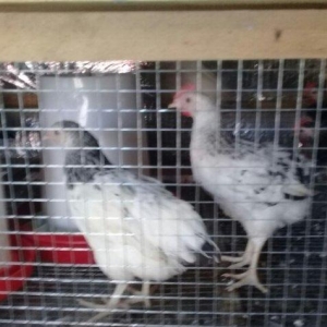 etlik kend siribrist cuceleri...
2 ayliq.
tam saglam
temiz çekisi 800.