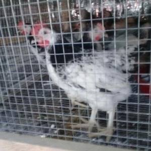 etlik kend siribrist cuceleri...
2 ayliq.
tam saglam
temiz çekisi 800.