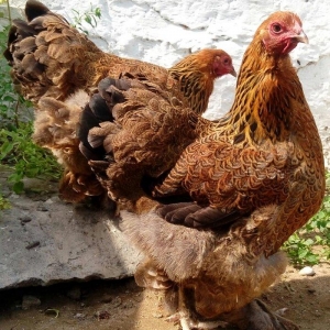 brama dark brama qold yumurtalarinin satiwi 1ededi 3azn mayali yumurta