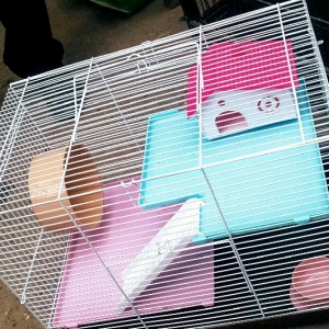 Xamyakcun iri teze qefes satilir. Wekilde ne gorur