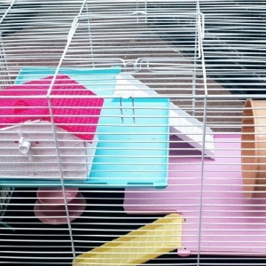 Xamyakcun iri teze qefes satilir. Wekilde ne gorursuz ustunde verilir.