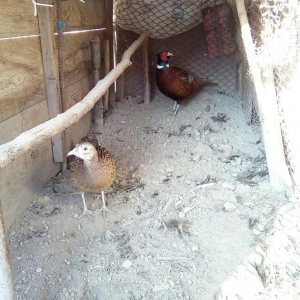 Şeki şeherinde Qafqaz Qirqovullari satilir.5-7 ayliq cutler var yasinn